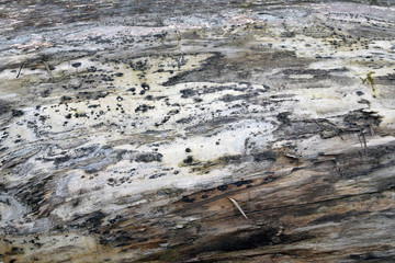 Touchwood tree, fungus on wood bark. Texture