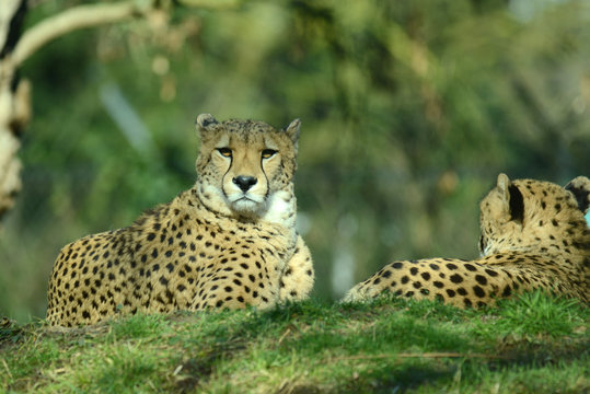 Gepard, Geparden Paar