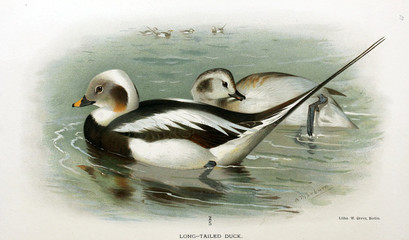 Illustration of bird.