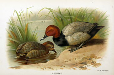 Illustration of bird.