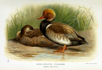Illustration of bird.