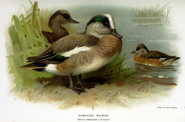 Illustration of bird.