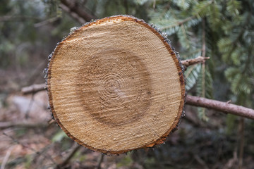 Deforested cut tree wood in forest