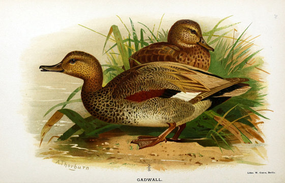 Illustration of bird.