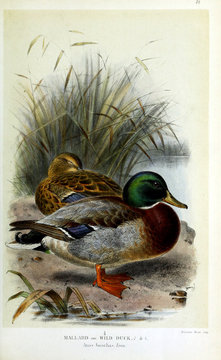 Illustration of bird.