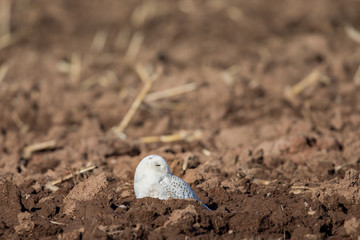 Snowy Owl Sitting in a Farm Field
