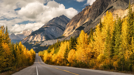 Golden Aspen Autumn colors on the Icefields Parkway - Banff National Park - obrazy, fototapety, plakaty