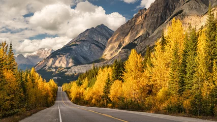 Foto op Canvas Golden Aspen Autumn colors on the Icefields Parkway - Banff National Park © Craig Zerbe