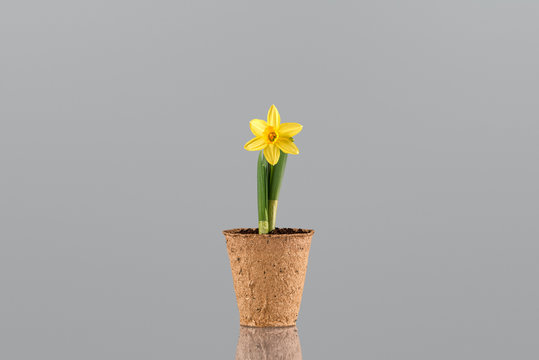 Narcissus flower in a pot isolated on grey background