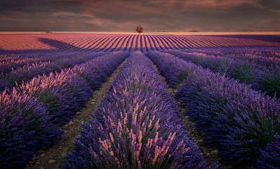 Obraz premium Lavender field with sunset