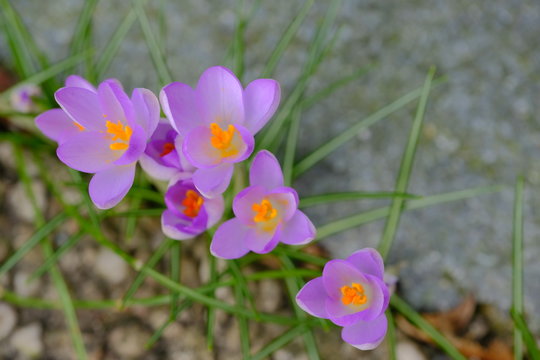 Krokusse bl&uuml;hen am Winterende.