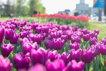 Many bright colourful purple tulips blooming on spring flower garden