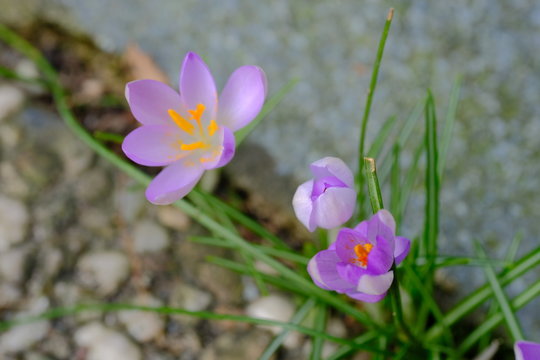Krokusse bl&uuml;hen am Winterende.