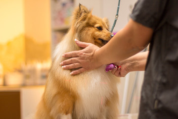 shetland sheepdog sits on table by a dog parlor