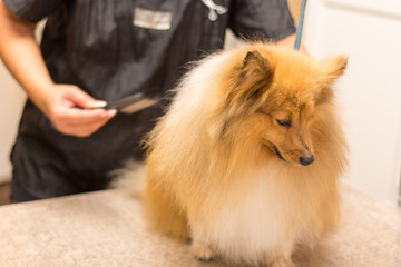 shetland sheepdog sits on table by a dog parlor