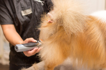 shetland sheepdog sits on table by a dog parlor