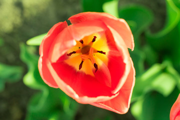 Colourful head of scarlet tulip close-up with defocused green background