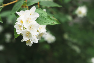 Apple tree in blossom, spring nature background