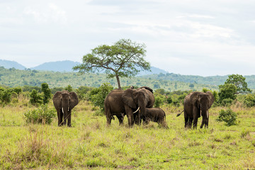 Fototapeta na wymiar Family of elephants in Mikumi National Park, Tanzania