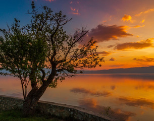 Fototapeta na wymiar Ohrid tree