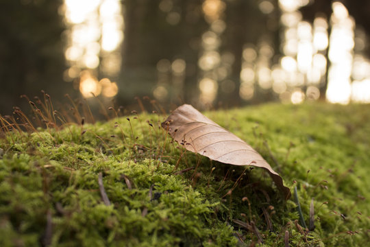Couch&eacute; de soleil dans la for&ecirc;t .