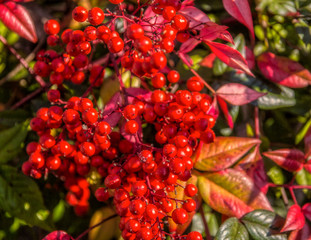 holiday berries