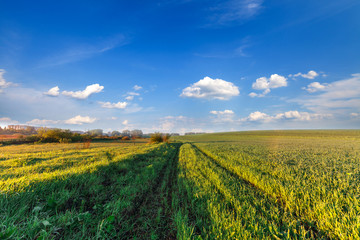 Green Field and Beautiful Sunset