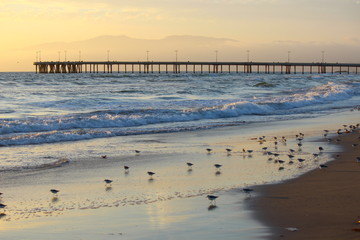 V&ouml;gel in der D&auml;mmerung
