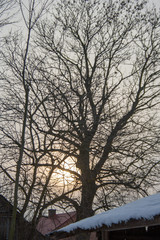 branches of trees in winter, and in the background the setting sun