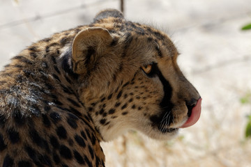 guépard