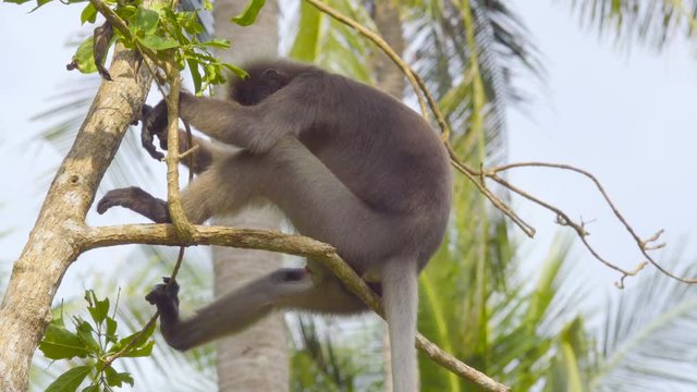 Gray gibbon falls asleep on a tree branch in the wildlife