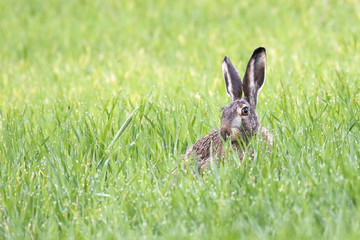 hare