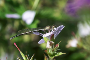 Dragonfly