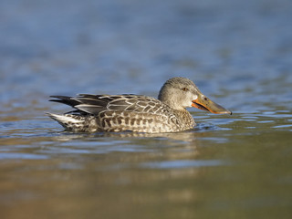 Northern shoveler, Anas clypeata