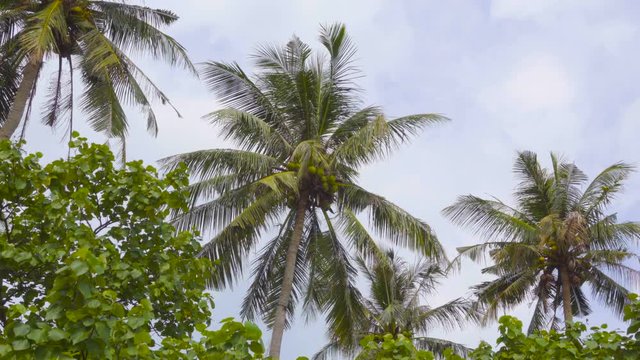 Coconut  palm trees with a cloudy sky on the background 