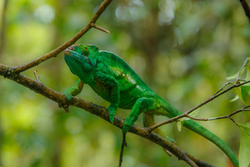 Chameleon Furcifer pardalis Ambolobe 2 years old, Madagascar endemic Panther chameleon in angry state, pure Ambilobe (Chamaeleoninae)