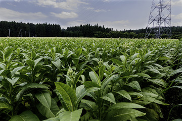 Tobacco field in Northern Japan