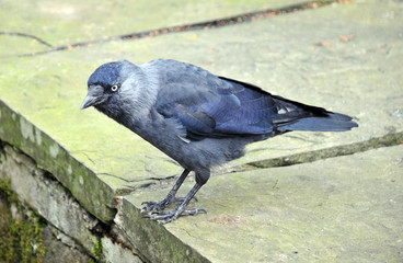Obraz premium european jackdaw perched on top of a stone wall looking down
