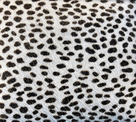 White fur with black spots like an animal 