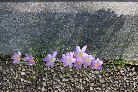 Krokusse am Winterende