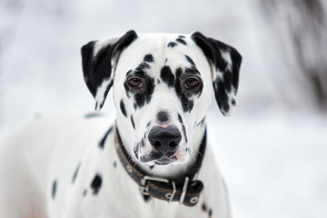 portrait of a Dalmatian dog