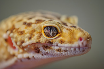 Head from side of common leopard gecko. Lizard