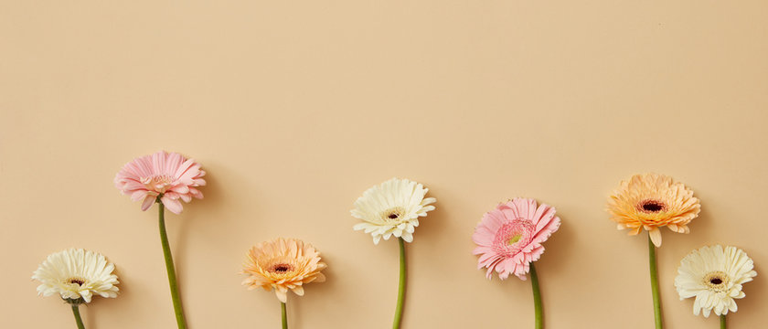 panorama with different bright gerbera flowers on a beige background