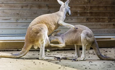 Fotobehang Kangoeroe kangoeroe die haar baby voedt