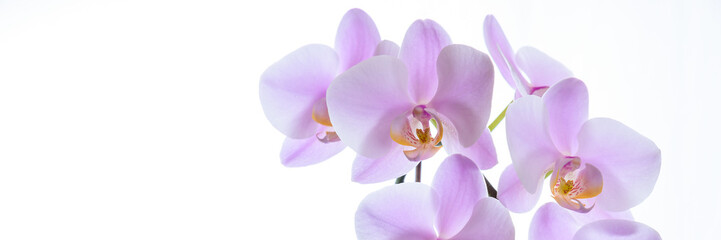 Pinke Phalaenopsis Orchidee isoliert mit Textfreiraum