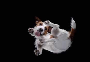 Bottom view of the dog Jack Russell Terrier