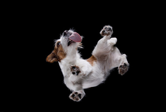 Bottom view of the dog Jack Russell Terrier