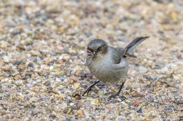 Bushtit on gravel path in Rio Grande Nature Center, Albuquerque, New Mexico