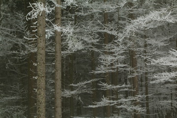 Winter in den Wäldern