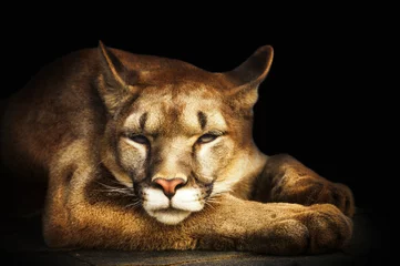 Fototapete Puma Puma-Porträt auf schwarzem Hintergrund
